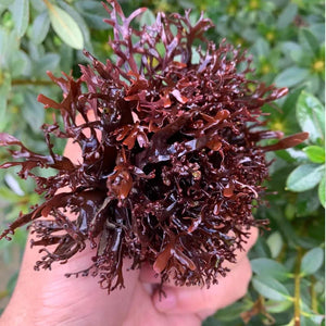 Let’s Talk Irish Sea Moss, Chondrus crispus, and Why the World Is Paying Attention