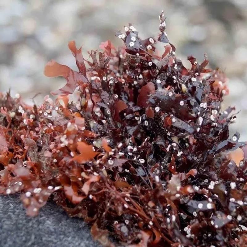 Iridescent Irish Seamoss - Chondrus Crispus