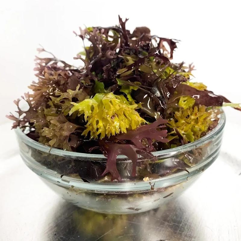 Iridescent Irish Seamoss - Chondrus Crispus