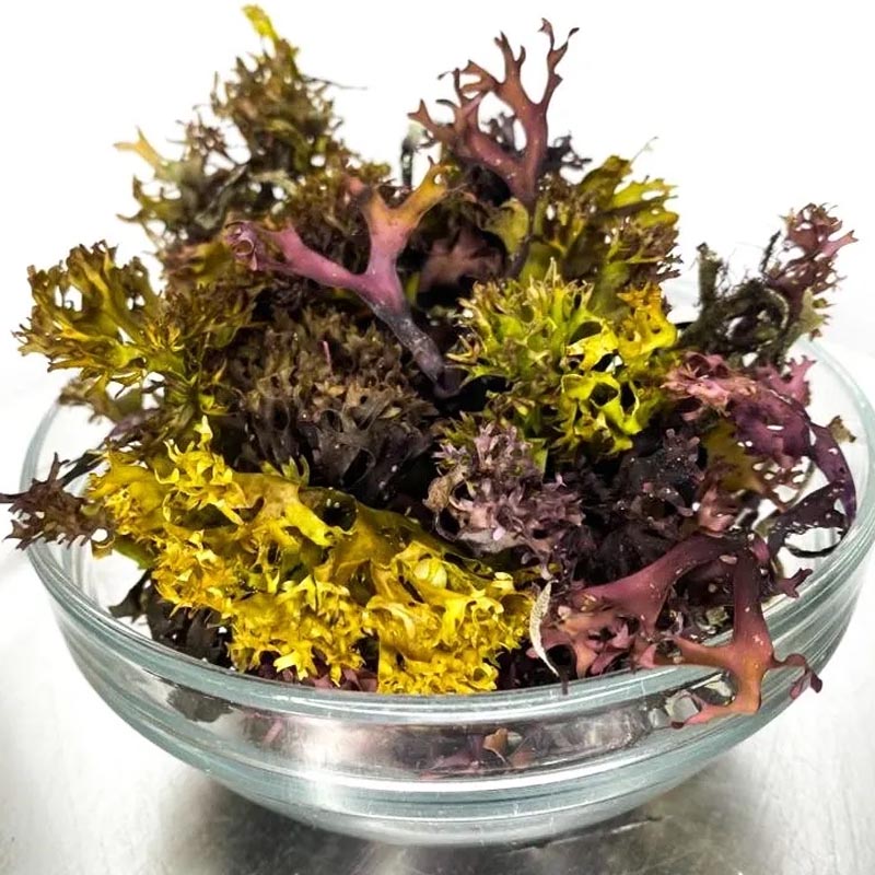 Iridescent Irish Seamoss - Chondrus Crispus