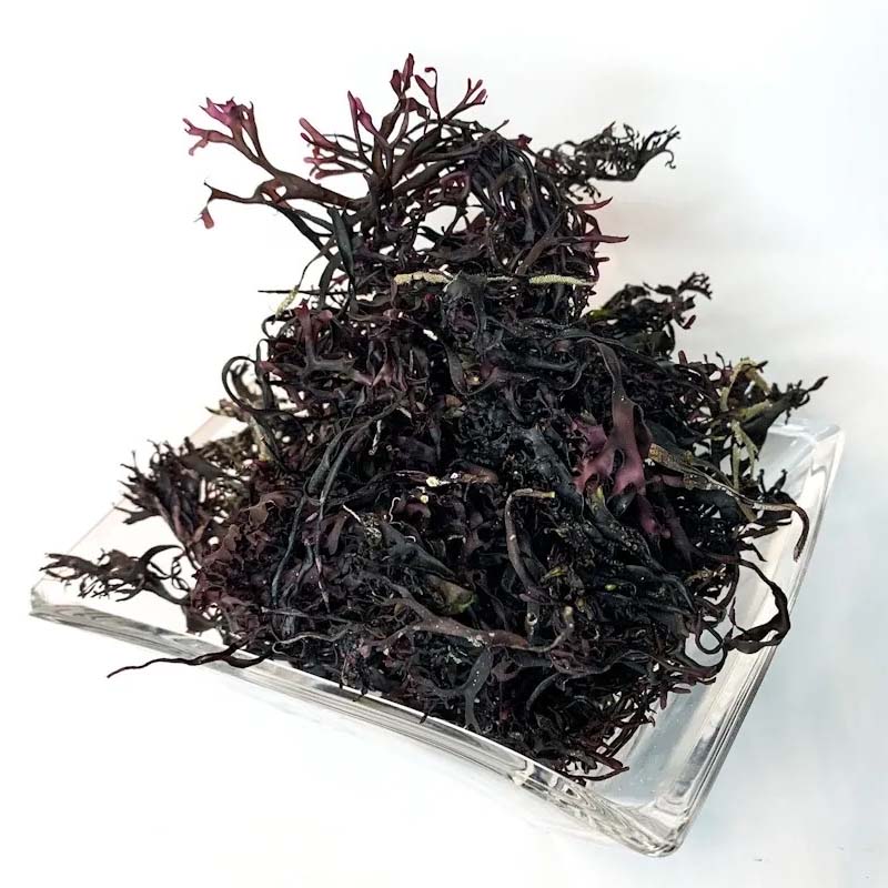 Iridescent Irish Seamoss - Chondrus Crispus